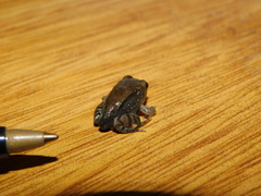 Leptodactylus mystacinus