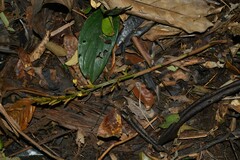 Renealmia floribunda