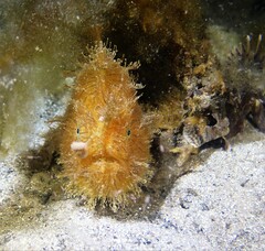 Antennarius striatus