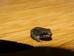 Leptodactylus mystacinus