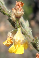 Hermannia stipulacea
