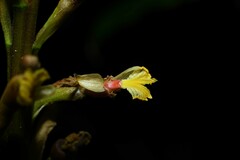 Renealmia floribunda