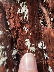 Mucronella fusiformis