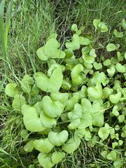 Petasites pyrenaicus