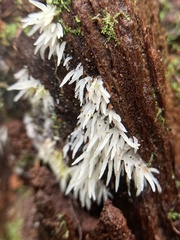 Mucronella fusiformis