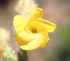 Hermannia stipulacea