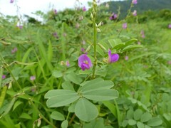 Tephrosia purpurea