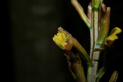 Renealmia floribunda