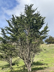 Cupressus sargentii
