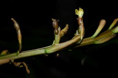 Renealmia floribunda