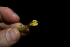 Renealmia floribunda