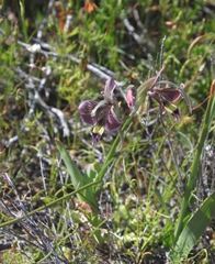 Gladiolus ceresianus