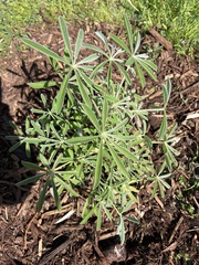 Lupinus truncatus
