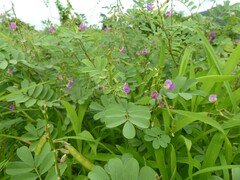 Tephrosia purpurea