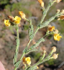 Hermannia stipulacea