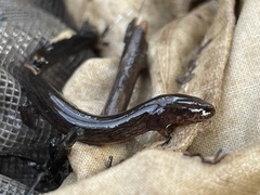 Stereochilus marginatus