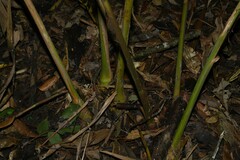 Renealmia floribunda