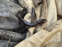 Stereochilus marginatus