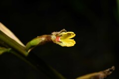 Renealmia floribunda