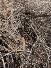 Tamarix