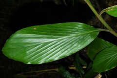 Renealmia floribunda