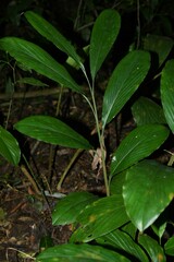 Renealmia floribunda