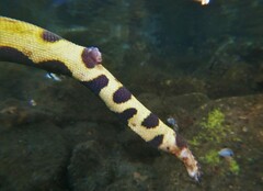 Hydrophis platurus