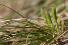 Carex michelii