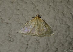 Pyraustinae
