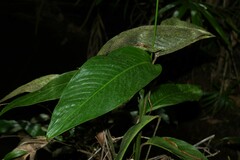 Spathiphyllum humboldtii