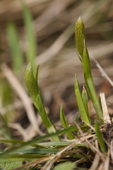 Carex michelii