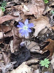 Hepatica acutiloba