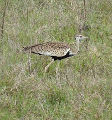 Lissotis melanogaster