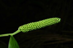 Spathiphyllum humboldtii
