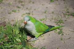 Myiopsitta monachus