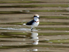 Charadrius pallidus