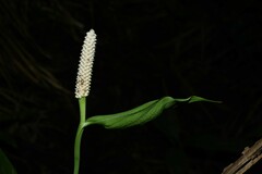 Spathiphyllum humboldtii