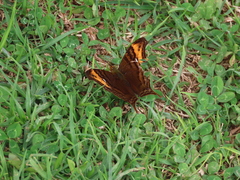 Hypanartia dione