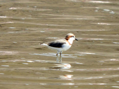 Charadrius pallidus