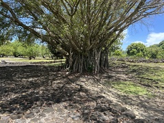 Ficus prolixa