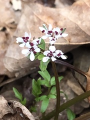 Erigenia bulbosa