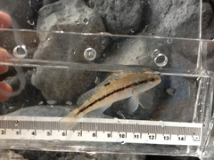 Centropristis striata