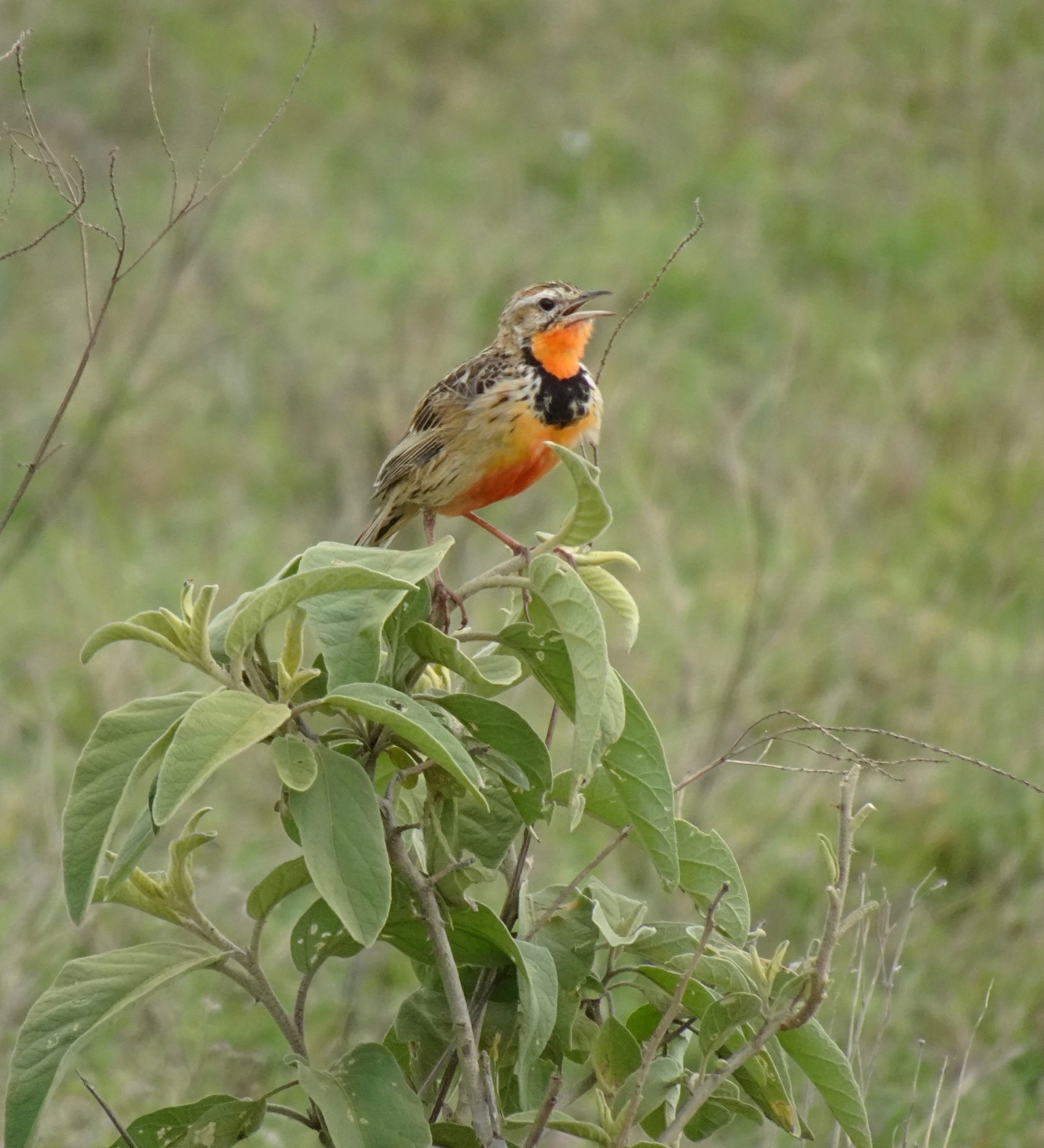 Rosy-throated Longclaw (Macronyx ameliae), photo 6