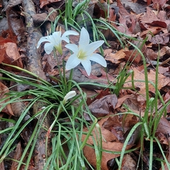 Zephyranthes atamasco