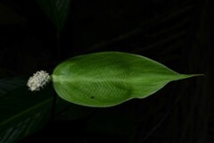 Spathiphyllum humboldtii