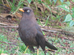 Turdus nigrescens