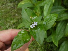 Spermacoce alata