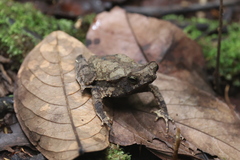 Rhinella margaritifera