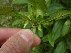 Spermacoce alata