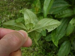 Spermacoce alata